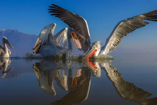 Tre pelikaner med utspente vinger fanger fisk på en klar innsjø, med speilblank refleksjon Tre pelikaner med utspente vinger fanger fisk på en klar innsjø, med speilblank refleksjon