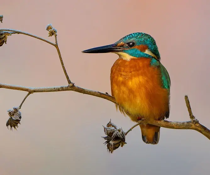 En fargerik isfugl med oransje bryst og blågrønn rygg som sitter på en gren med visne blader