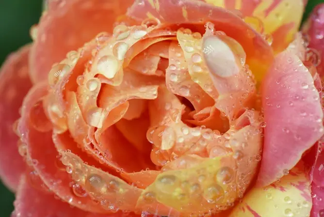 Oransje og rosa rose med duggdråper som glitrer på kronbladene