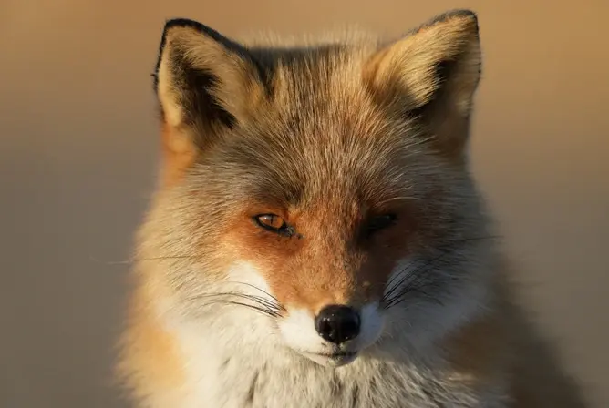 Pelsen til en rødrev i varmt sollys med myke detaljer i ørene og nakkepelsens tekstur