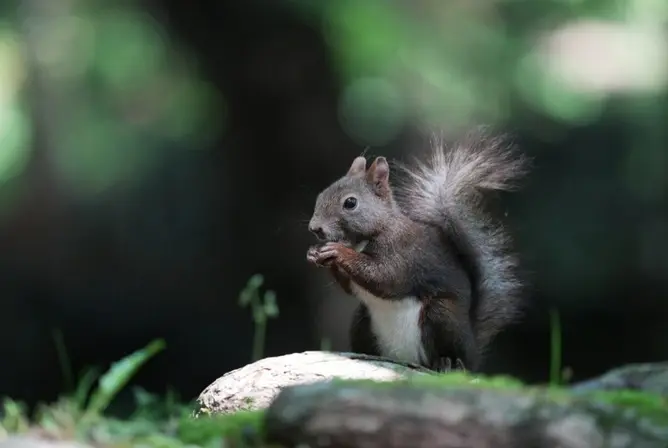 Ekorn sitter på en trestamme i skogen og spiser, med myk pels som skinner i solen