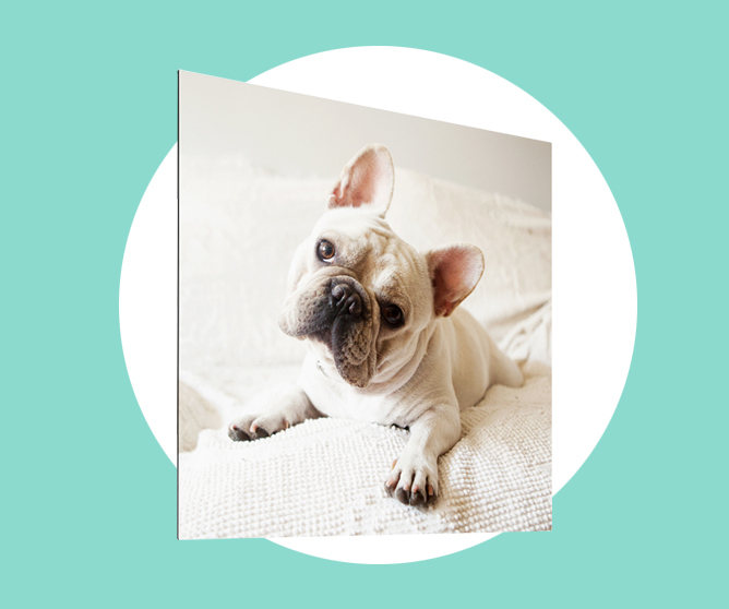 Fransk bulldog ligger på en lys sofa og lener hodet nysgjerrig på skrå