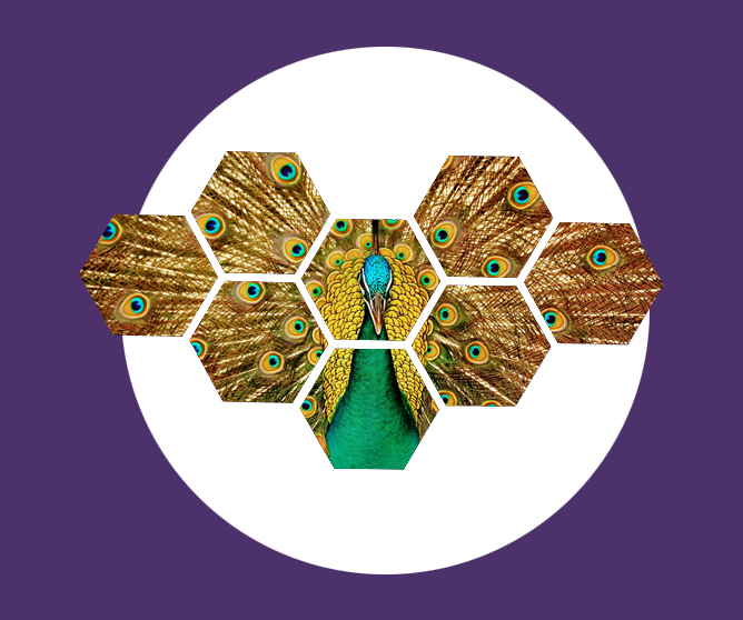 Fargerik påfugl med fjær formet i sekskantede segmenter på lilla bakgrunn