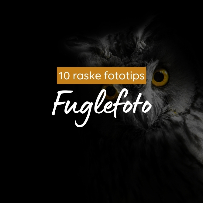 Ugle med gule øyne i mørkt bakgrunn, tekst "10 raske fototips Fuglefoto" i oransje og hvitt