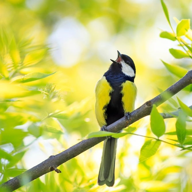 En kjøttmeis med sort, hvit og gul fjærdrakt synger høyt mens den sitter på en gren blant grønne blader