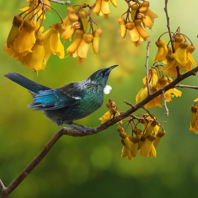 Tui-fugl med skinnende grønn og blå fjærdrakt sitter på en gren omgitt av gule blomster