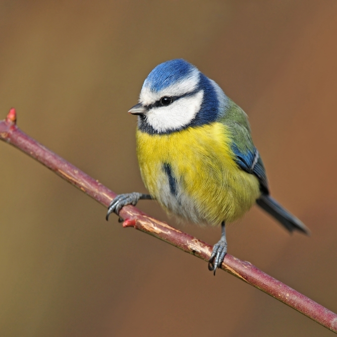 Blåmeis med blått hode, hvitt ansikt og gul mage sittende på en gren