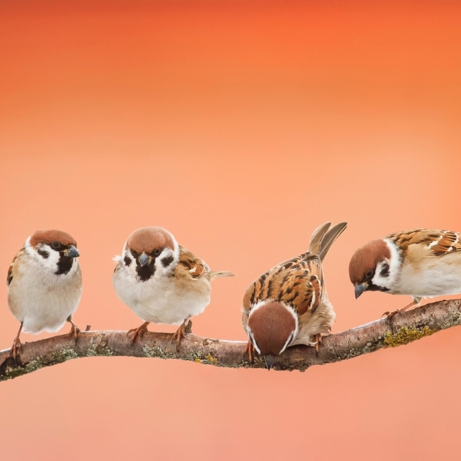 Fire spurver sitter på en gren med oransje bakgrunn