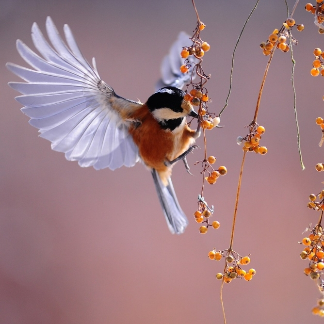 En fugl med utstrakte vinger som spiser bær fra en kvist med oransje bær