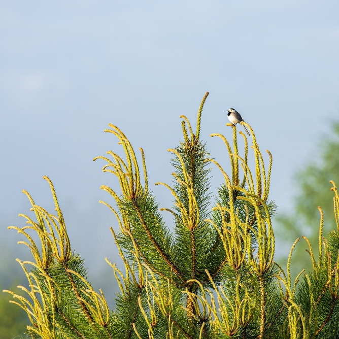 En liten fugl sitter på toppen av en grønn furugren mot en lys blå himmel