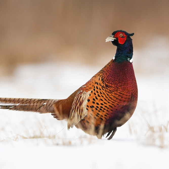 Fasan med fargerik fjærdrakt står på snødekt mark