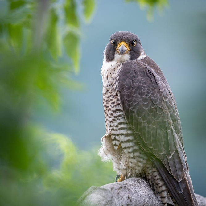 Vandrefalk med grå fjærdrakt og stripete bryst sitter på en grein, omgitt av grønne blader