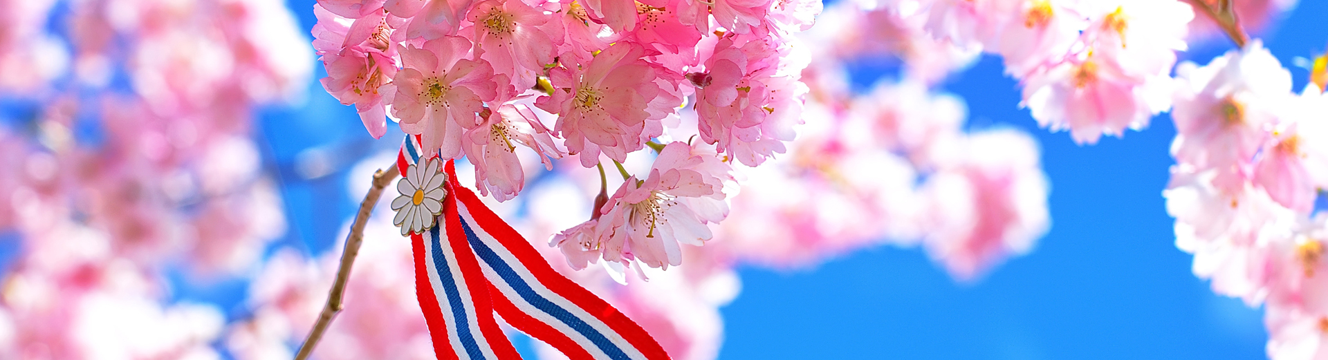 Rosa kirsebærblomster med en rød, hvit og blå sløyfe pyntet med en liten hvit blomst.