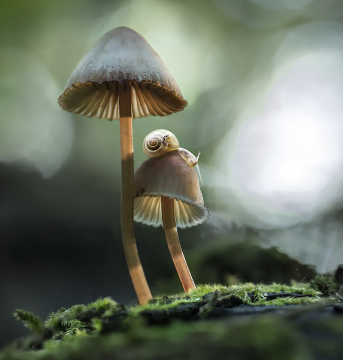 To sopp med brune hatter står side om side på en grønn skogbunn, en liten snegle hviler på den ene To sopp med brune hatter står side om side på en grønn skogbunn, en liten snegle hviler på den ene