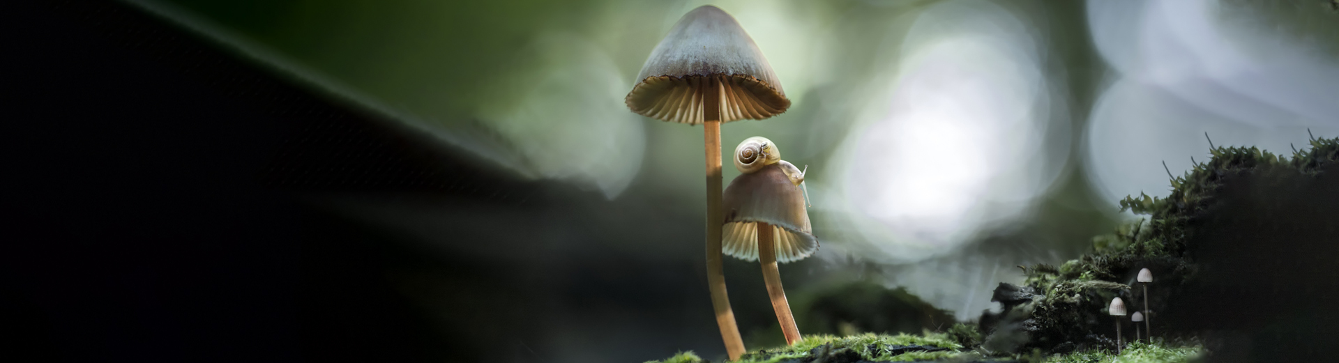 To små sopper med lysebrune hatter står sammen på en mosekledd skogbunn. På den ene soppen klatrer en liten snegle med spiralformet skall. To små sopper med lysebrune hatter står sammen på en mosekledd skogbunn. På den ene soppen klatrer en liten snegle med spiralformet skall.