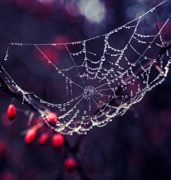 Edderkoppnett med duggdråper som glitrer i lyset, omgitt av røde bær og lilla bakgrunn