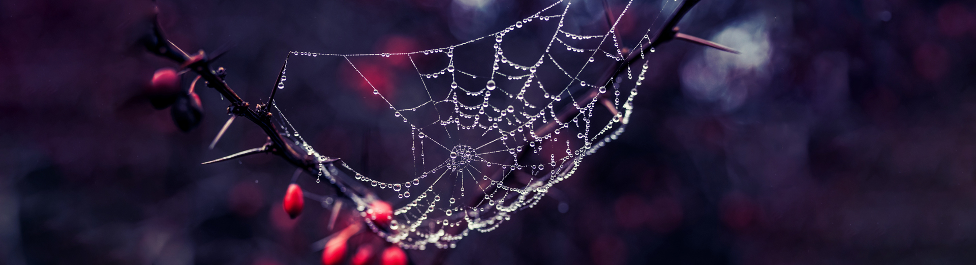 Et spindelvev dekket av duggdråper på en tornete gren med røde bær