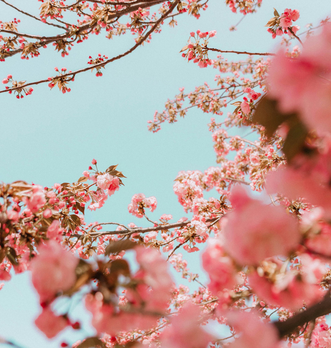 Blomstrende rosa kirsebærgrener mot en lys blå himmel