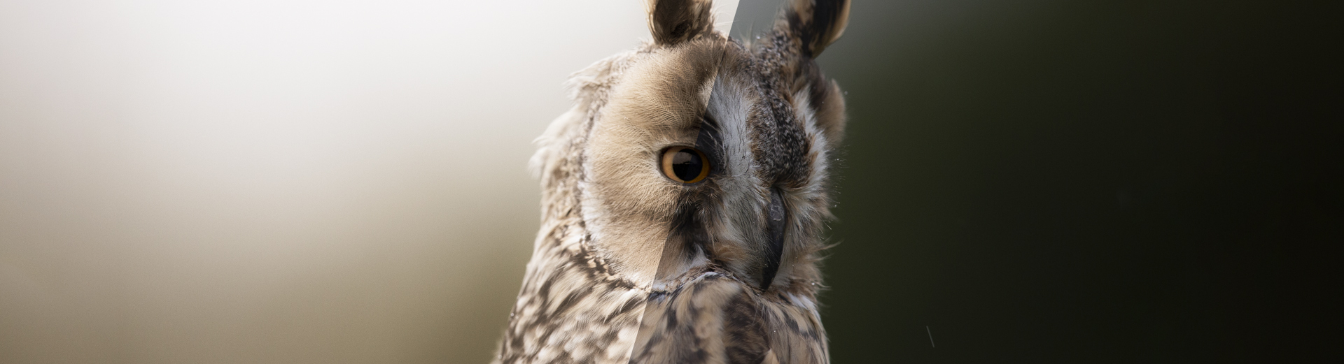 En ugle med fokus på det ene øyet mot en mørk, uskarp bakgrunn