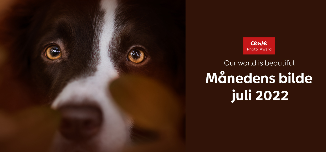 Nærbilde av et hundeøye med gyllenbrun iris, omgitt av myk pels i varme, høstlige toner