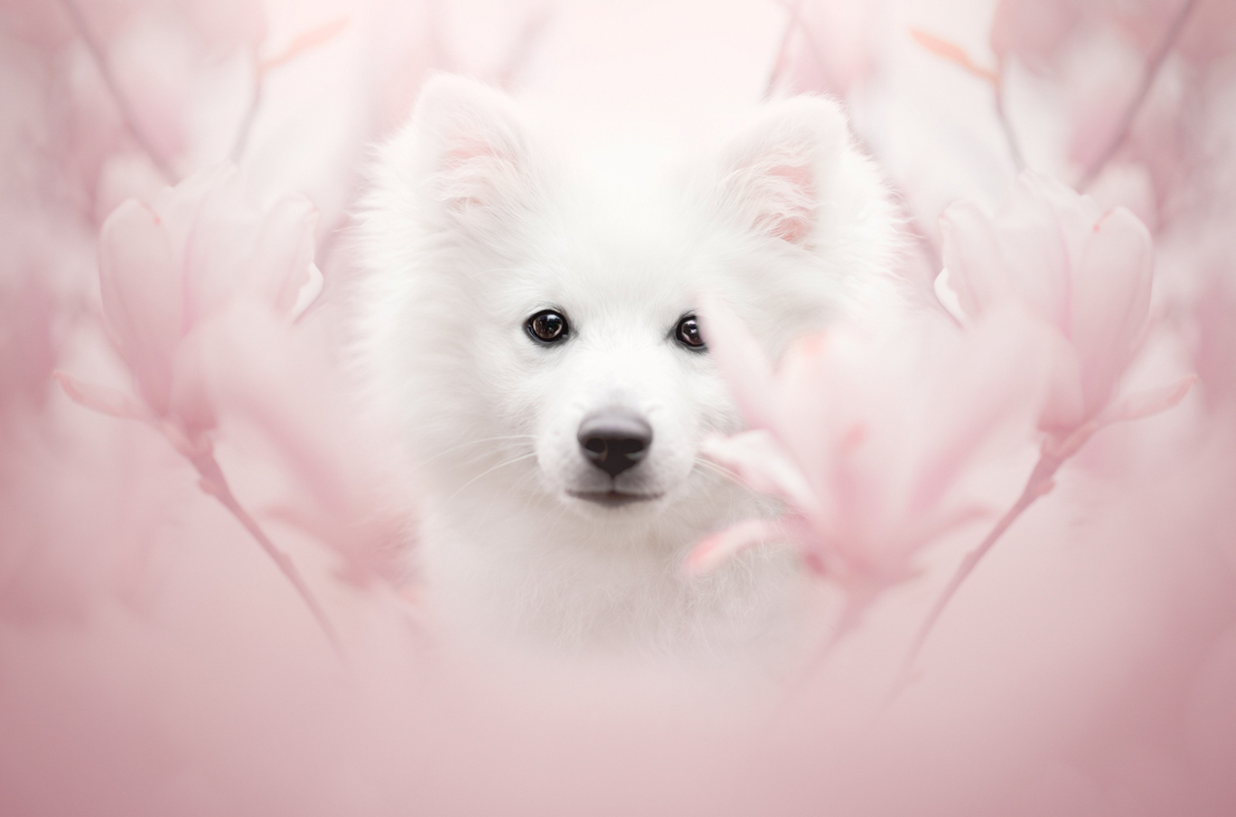 Myke rosa magnoliablomster i delikate pastelltoner