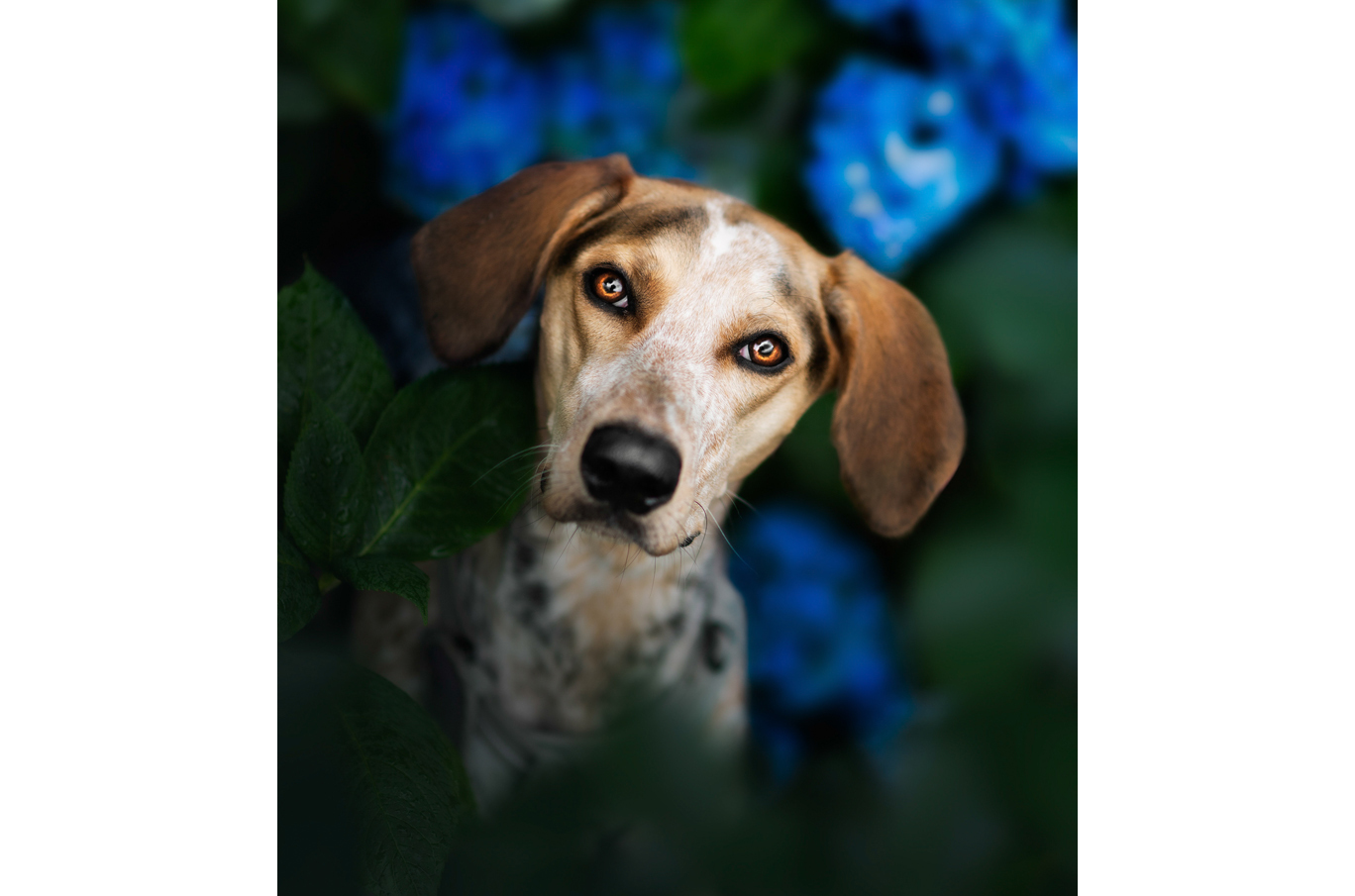 Hund med brune øyne og flekkete pels ser nysgjerrig inn i kameraet, omgitt av grønne blader og blå hortensiaer