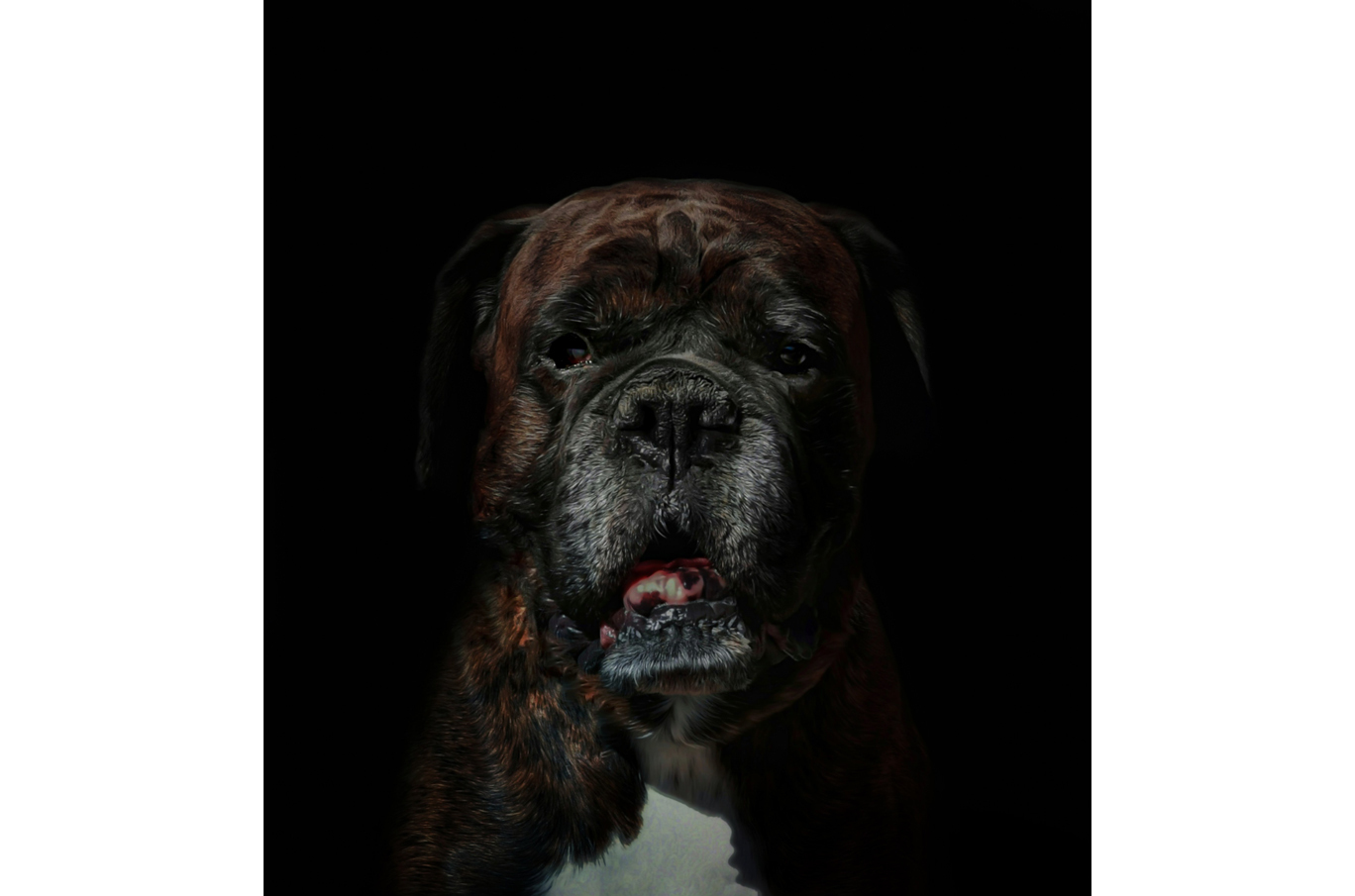 En mørkebrindet bokserhund med lysere brystparti, sett forfra mot en mørk bakgrunn