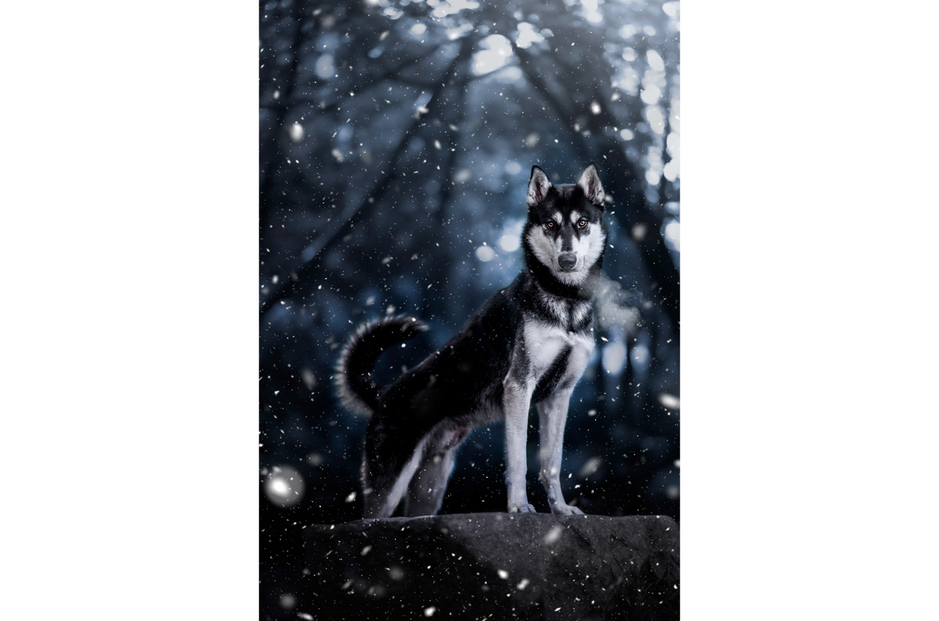 En stolt hund står på en stein i en mørk, snødekt skog, omgitt av fallende snøfnugg