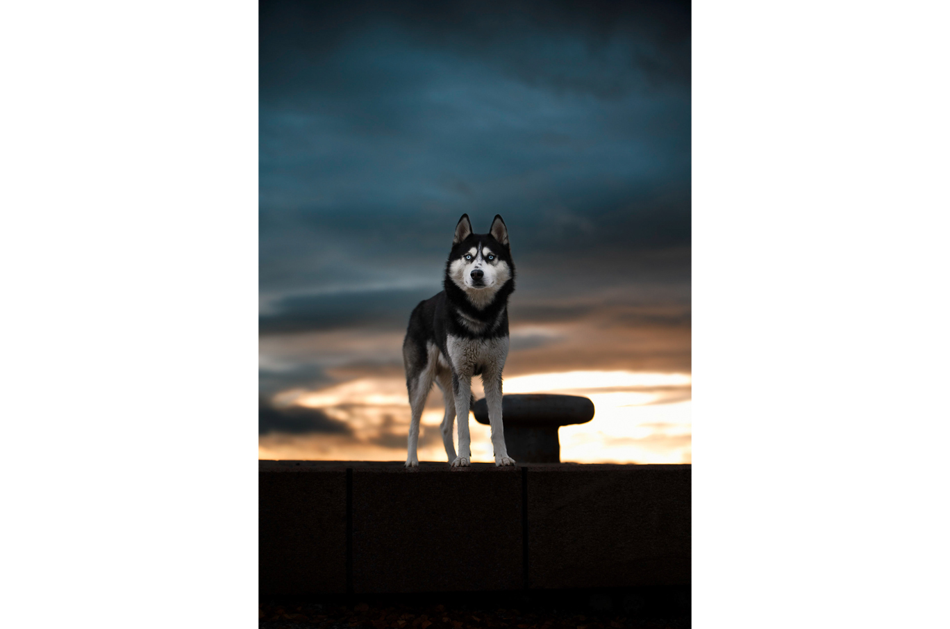 En svart og hvit hund står på en mur med en dramatisk solnedgang i bakgrunnen