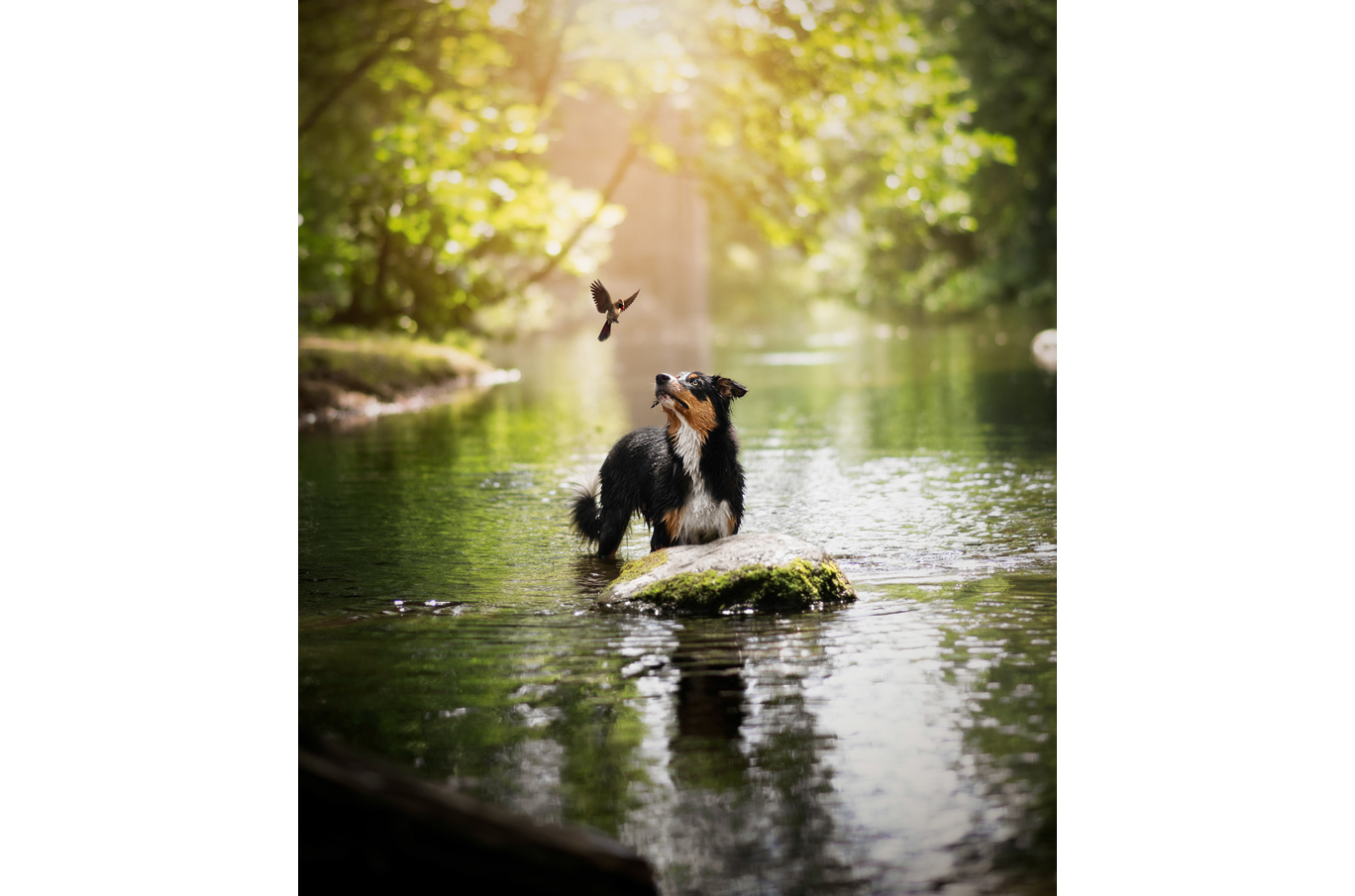 En våt hund står på en stein i en solbelyst bekk og ser på en fugl som flyr over vannet