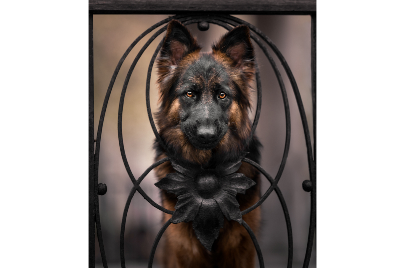 En vakker schäferhund ser gjennom et svart, dekorativt jerngitter med blomsterdetaljer