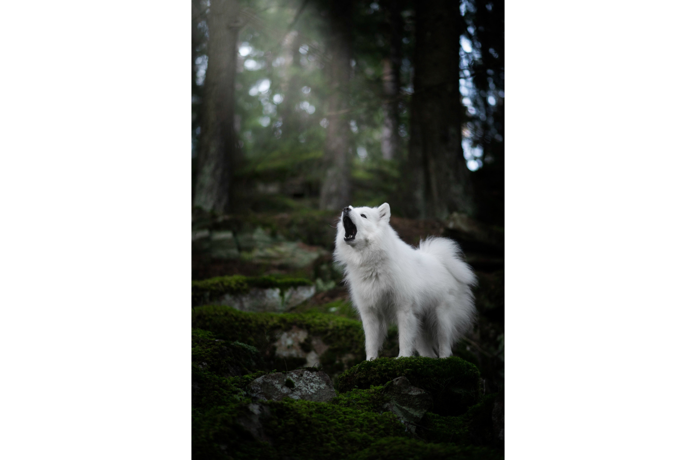 Hvit hund som står på mosekledd skogbunn og ser opp mot lyset