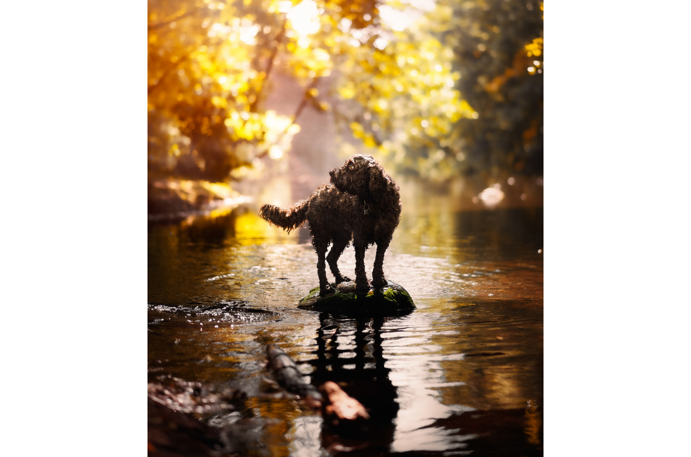 En brun, krøllete hund står på en stein i en solfylt skogbekk