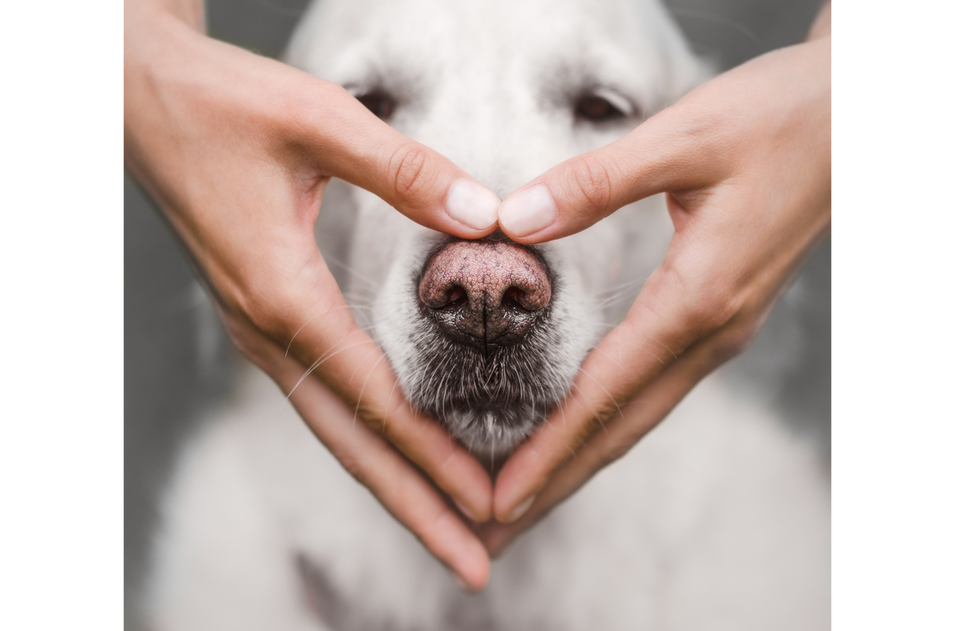 Hvit hund med snute formet som et hjerte av to menneskehender