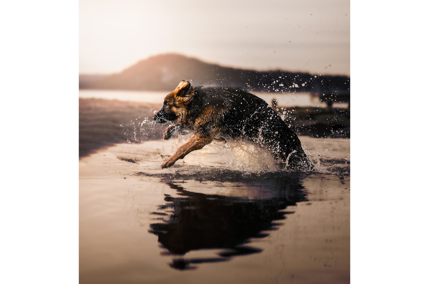 En glad schäferhund hopper gjennom vannet i solnedgangen, med dråper som spruter rundt seg