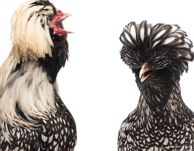 To høner av typen sølvpudret polsk, hvor den ene galer mens den andre ser ut til å svare