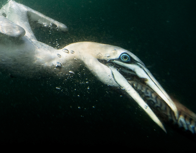 En undervannsbilde av en sule som dykker og fanger en fisk med nebbet sitt