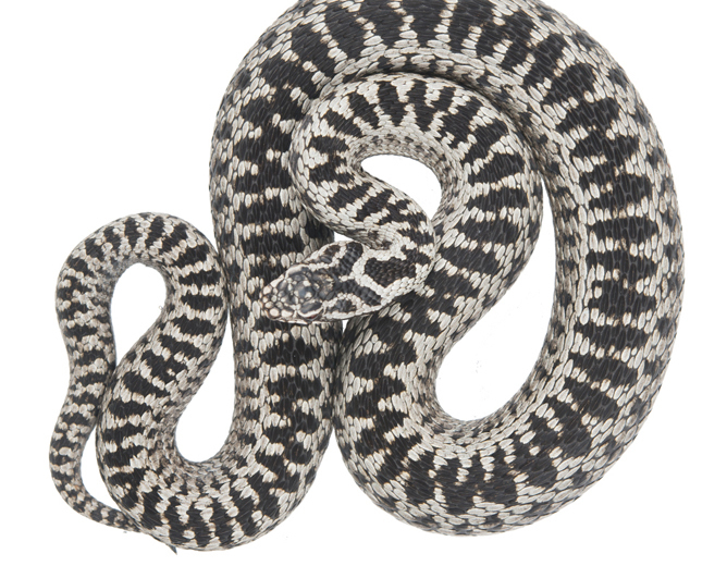 Svart og hvit slange med mønster, sammenkrøllet i en spiral