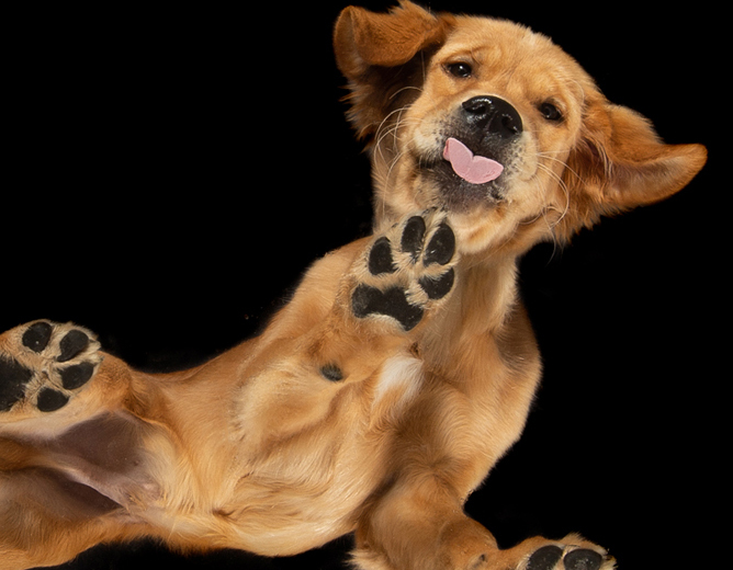 En glad, gyllen retriever-valp på rygg strekker ut potene i luften med tungen utstrakt