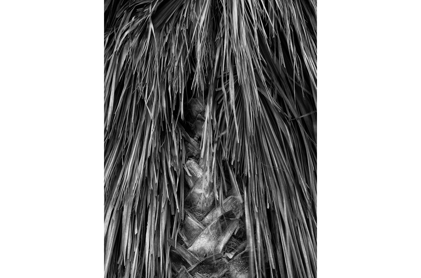 Nærbilde av strukturen på bark og hengende blader fra en palme