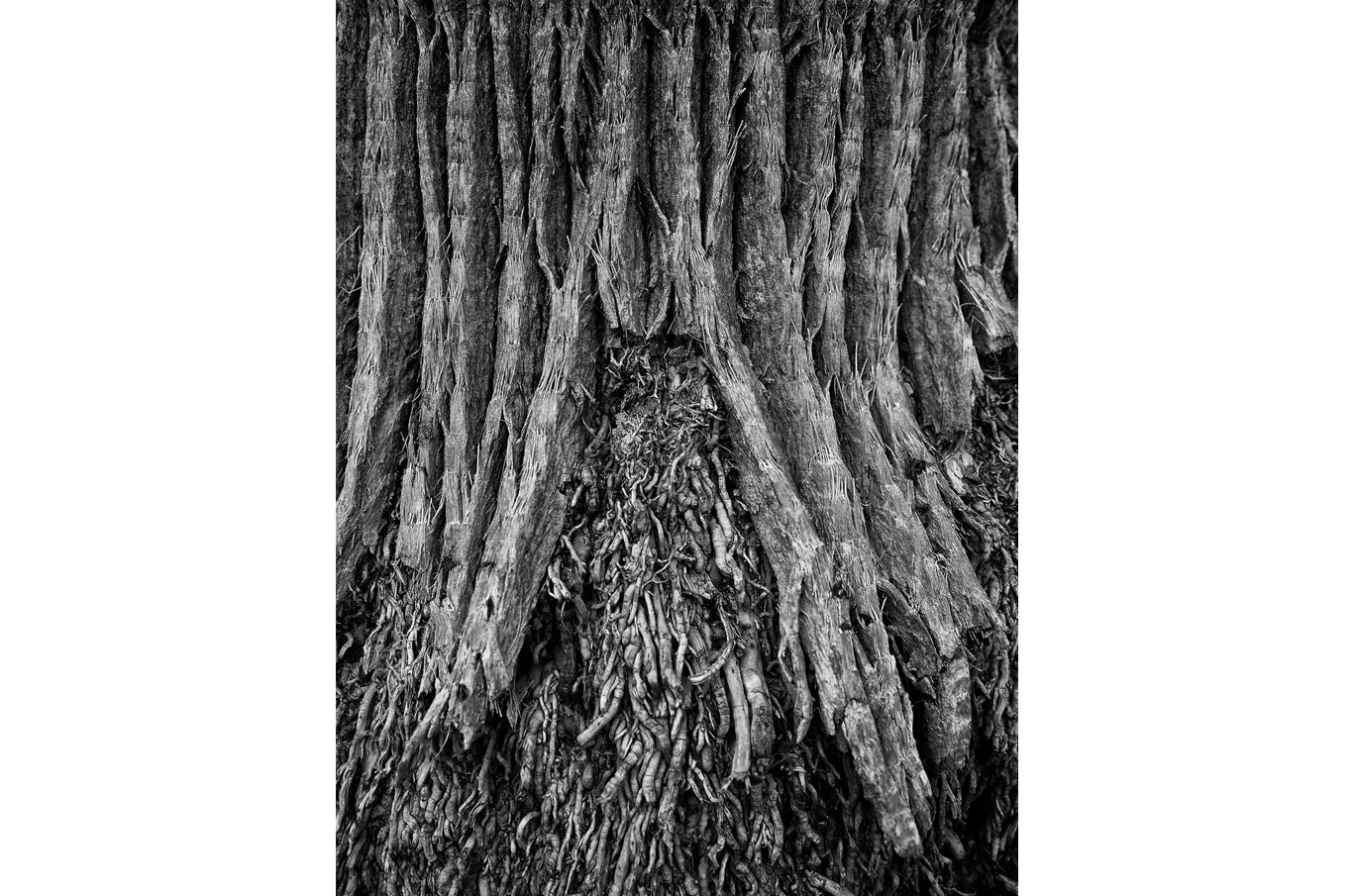 Nærbilde av grov trestruktur med detaljerte fibre og røtter i svart-hvitt
