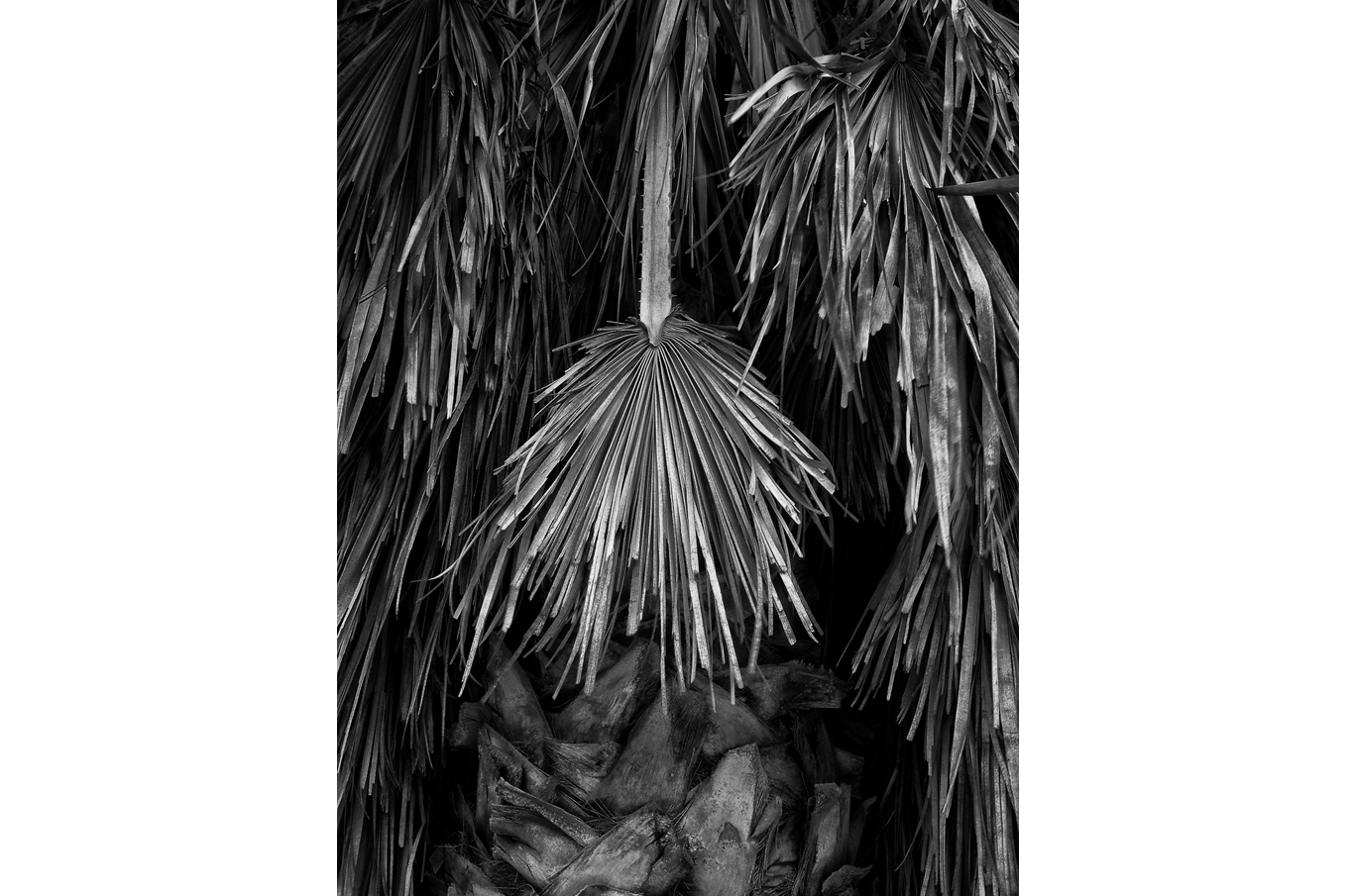 Sort-hvitt bilde av palmeblader som henger tett sammen med stammen i bakgrunnen