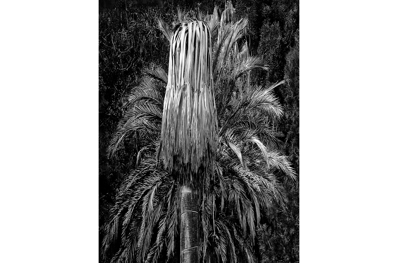 En palme med tett løvverk og hengende tørre blader i svart-hvitt