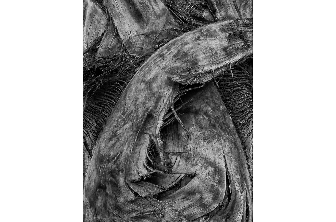 Svart-hvitt nærbilde av grov bark og fibrene på en trestamme