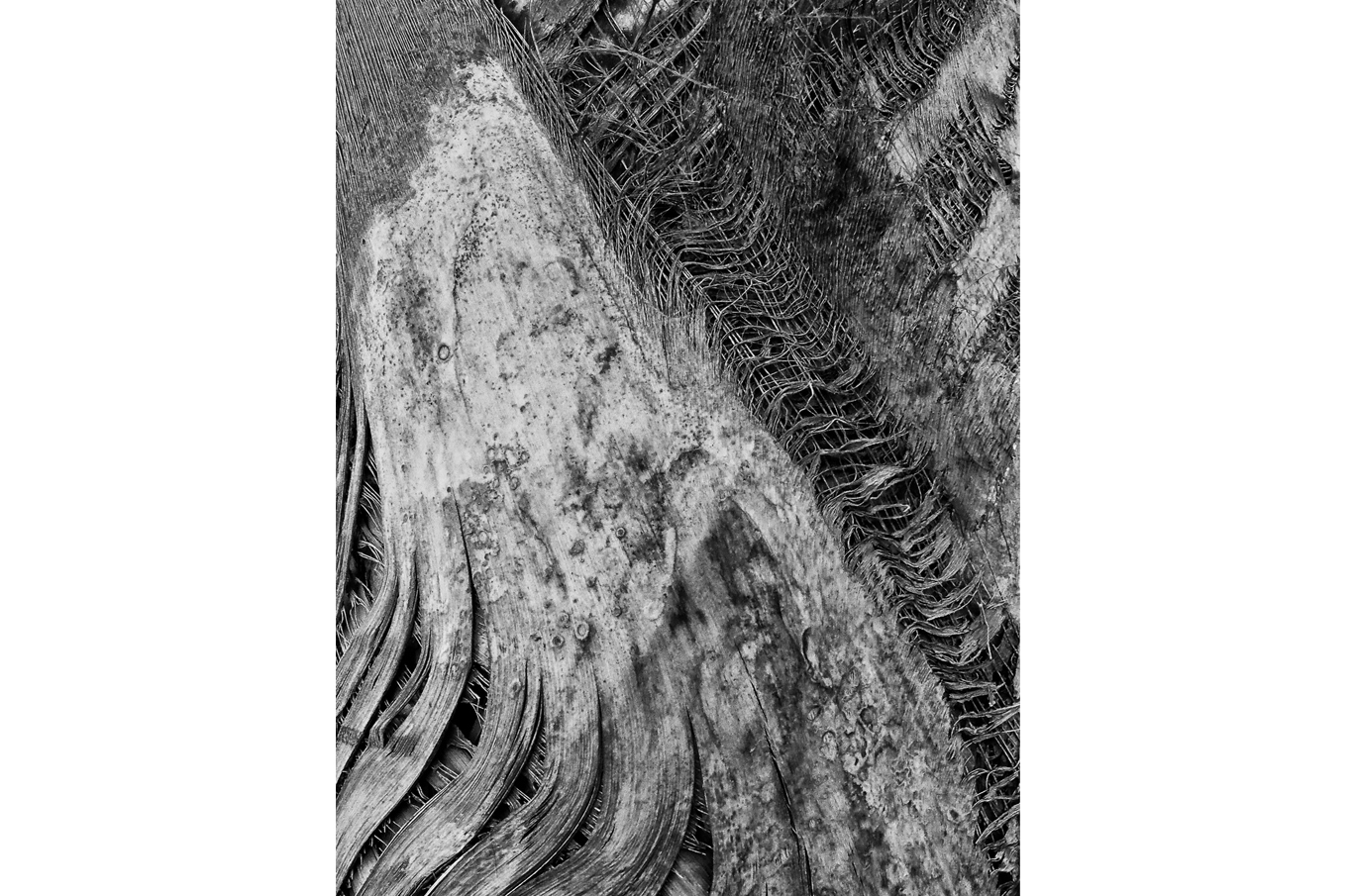 Nærbilde av tekstur fra en trestamme med detaljer av bark og fibermønster i svart-hvitt