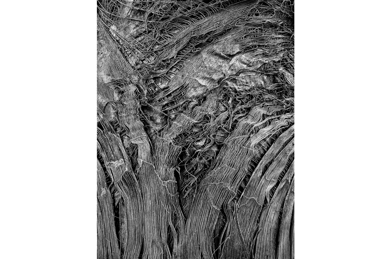 Tekstur av trerøtter med sammenfiltrede linjer og uregelmessige mønstre i svart-hvitt