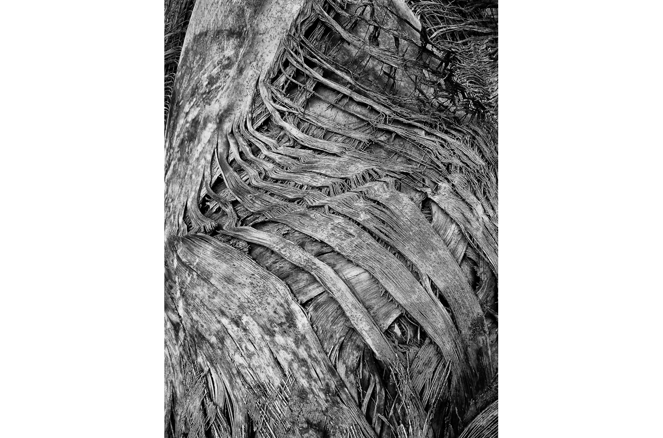 Svart-hvitt nærbilde av grove, flettede palmefiberstrukturer med tekstur og detaljer