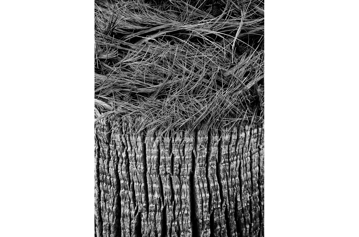 Tett utsnitt av en palmetrestamme med teksturert bark nederst og vridde, tørre palmefibre øverst