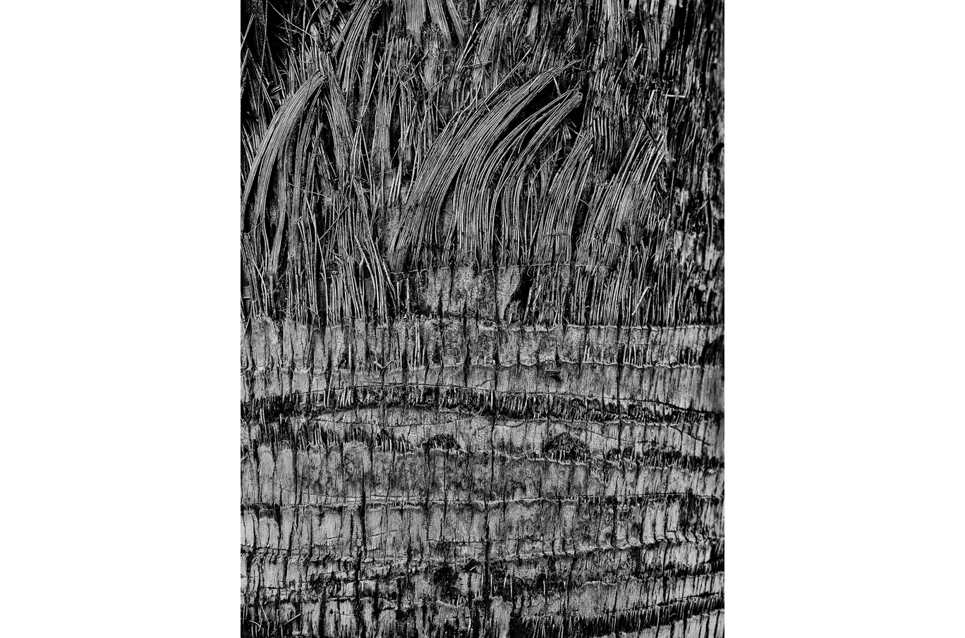 Nærbilde av barken på en palme med detaljerte, horisontale og fiberaktige mønstre