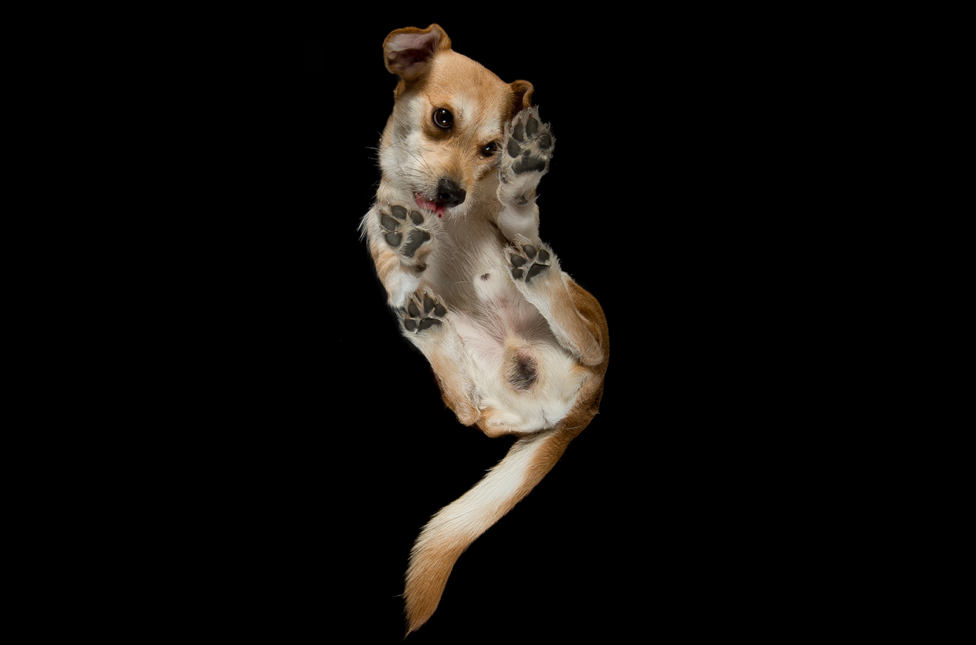 Liten brun og hvit hund som ligger på rygg med potene løftet opp, sett mot en svart bakgrunn